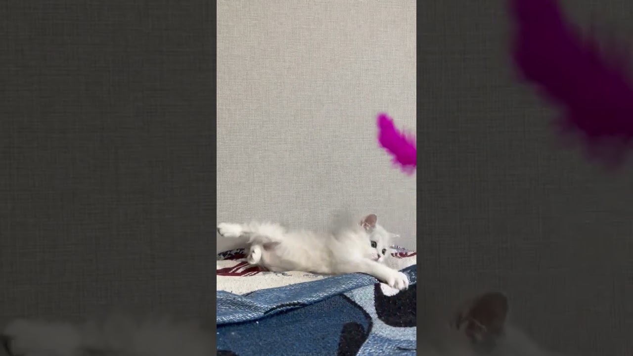 ペルシャ（チンチラ） 可愛い男の子