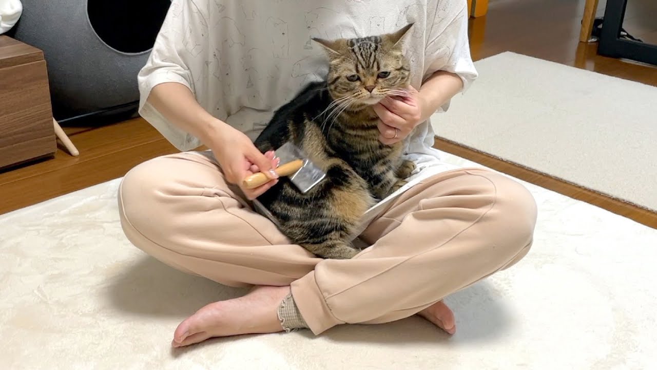 メルはブラッシング修行中