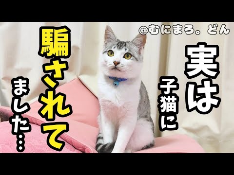 子猫が待っててくれたと思ったら実際は…こうでした。