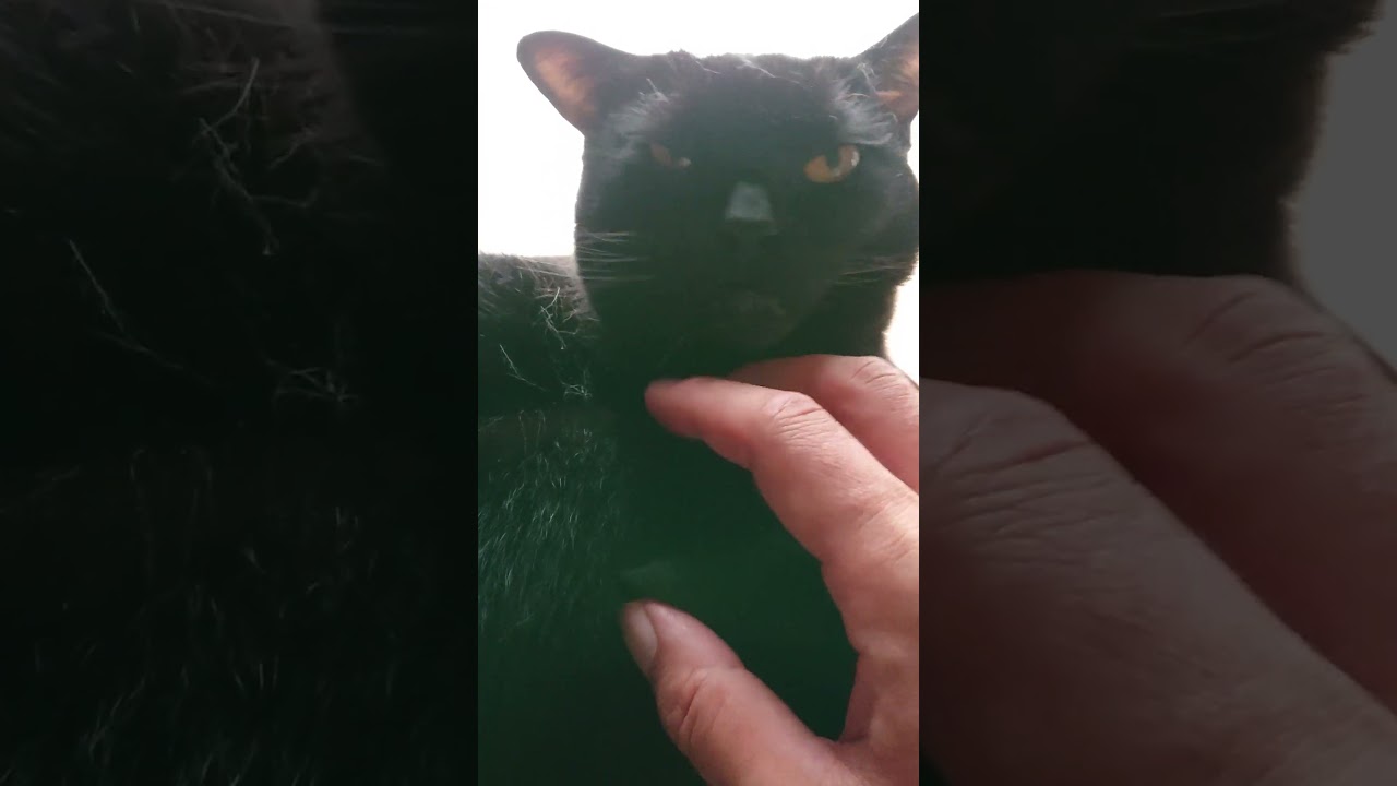 【猫】ウー君(次男)ちゃまちゃまタイム☆ 2023/06/27【ボンベイ】  #shorts