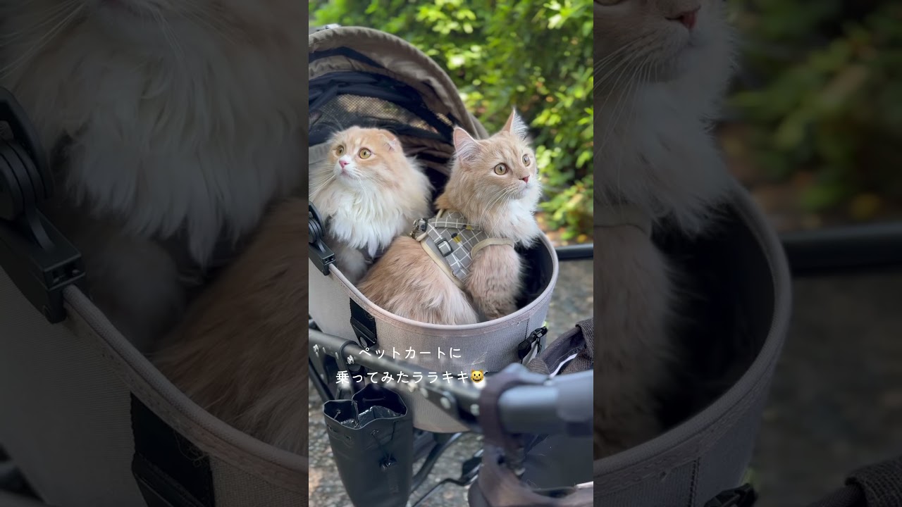 初ペットカート😺#shorts #スコティッシュフォールド #兄弟猫