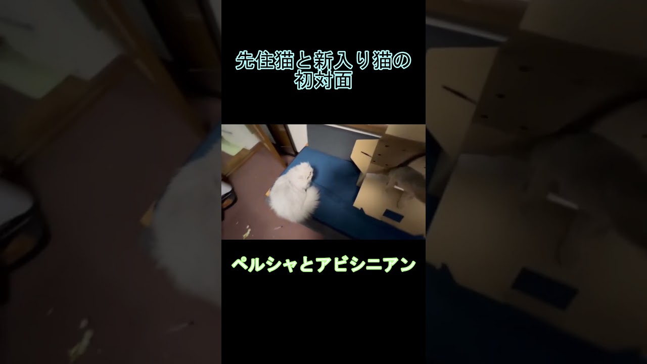 先住猫と新入り猫の初対面 ペルシャとアビシニアン #shorts