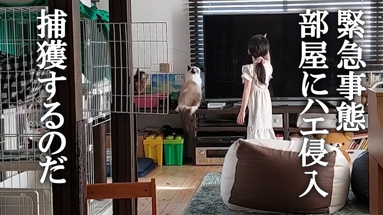 部屋に虫（ハエ）が侵入したらラグドールとサイベリアンがこうなりました！