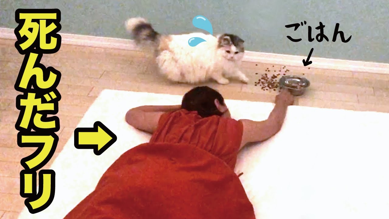 ご飯を持ったまま奥さんが倒れたら猫たちがまさかの行動に…！【関西弁でしゃべる猫】