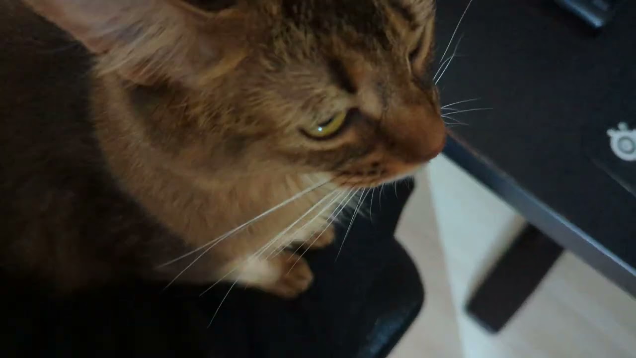 【523日目】太ももこねこね #ソマリ #cat