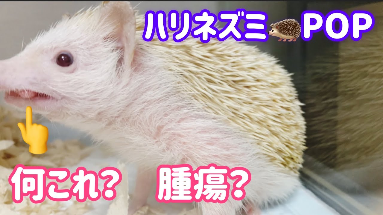 ハリネズミ🦔POP・何これ？　腫瘍？　もし同じような症状の子がいたら、参考になったらうれしいです。