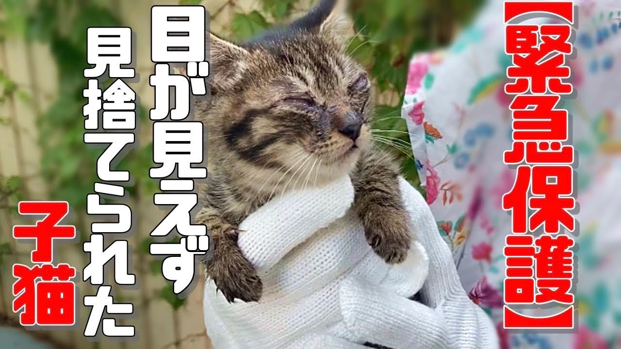 【保護犬・猫】目が見えずうずくまっていた子猫を保護しました「vol 330」