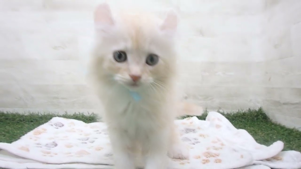 Coo&RIKU　No00638208 アメリカンカール