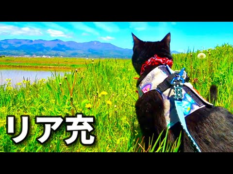 【楽しい散歩道にテンション爆上がりな子猫。】@taipi 【切り抜き】