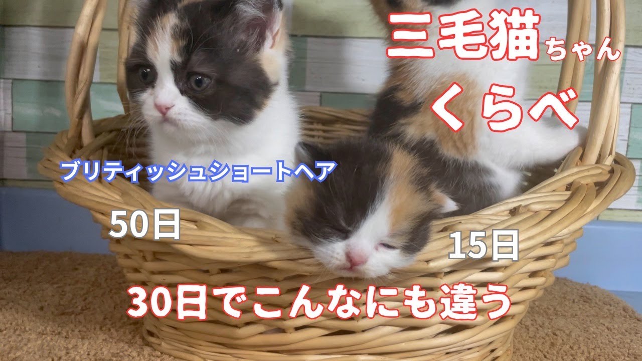 【子猫の成長 見比べてみた】ブリティッシュショートヘアの子猫【キャリコっ子】