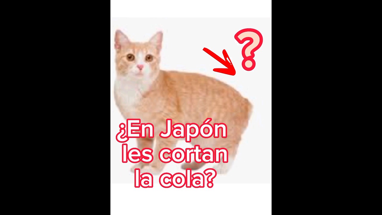 ¿En Japón les cortan la cola a los gatos? #shorts #gatos #michis #cat #suscribete