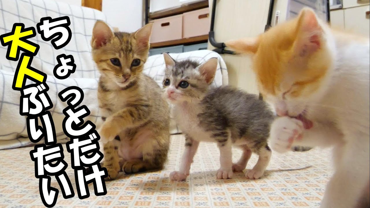 ちょっとだけ、大人ぶりたい子猫が先輩子猫の輪にはいる【赤ちゃん猫　保護猫】