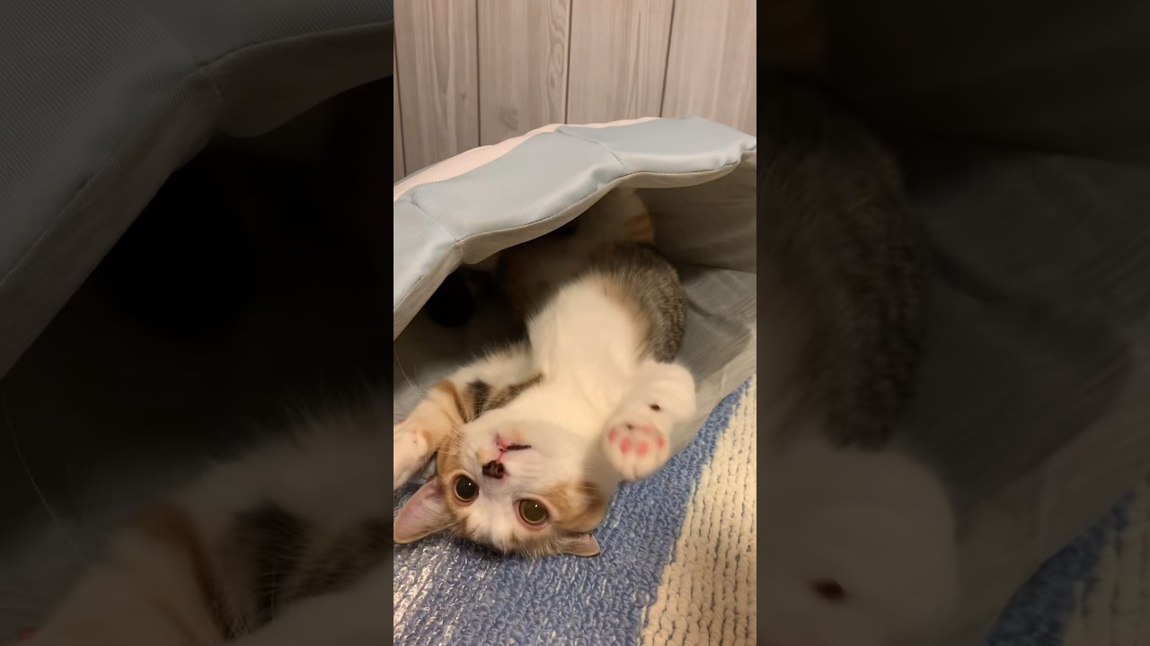 【マンチカン】じゃれる子猫vs撫でたい手