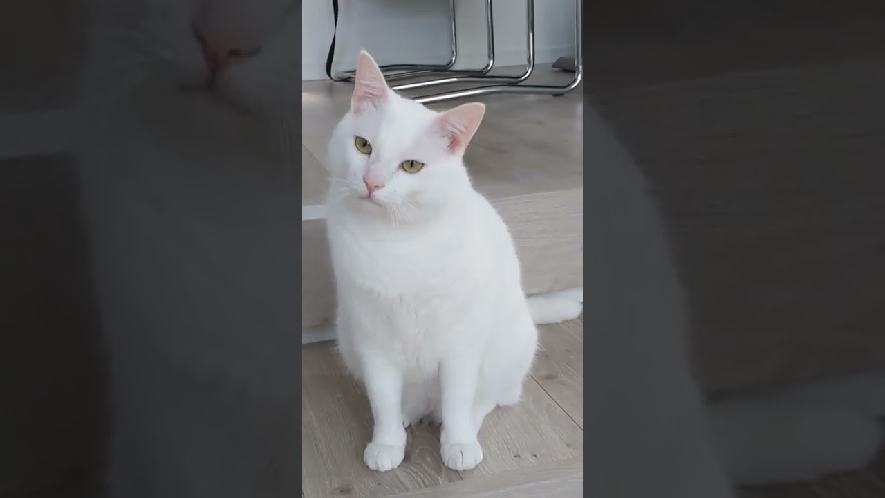 眠いということをひたすら訴えてくる猫…www