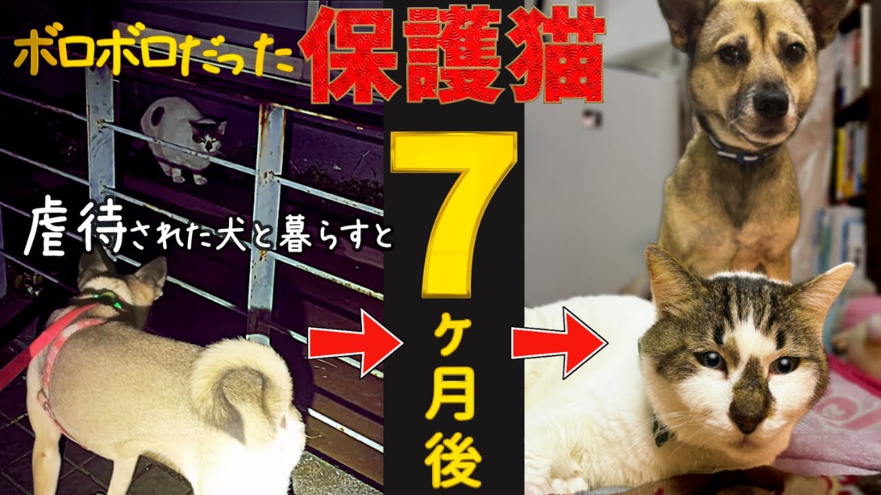 【７ヶ月】虐待された犬とボロボロだった捨て猫と一緒に暮らしたアッチャンが凄すぎた！