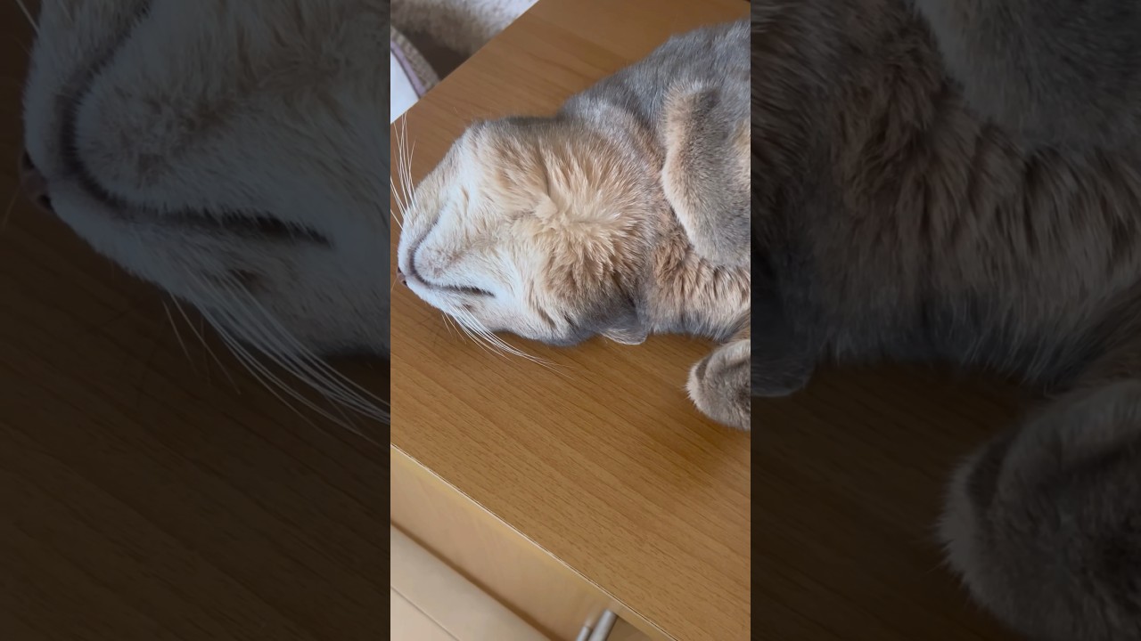 にらめっこしましょう！ #shorts #猫動画 #アビシニアン #cat #まな猫