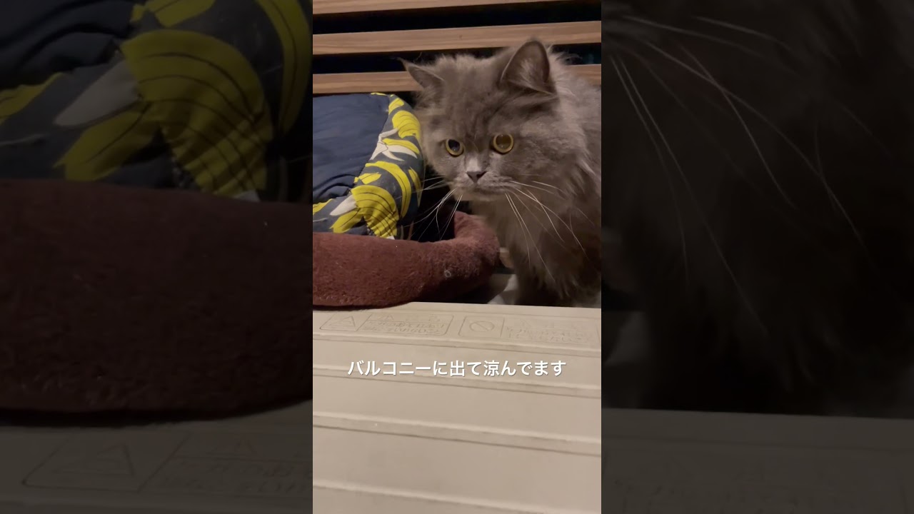 バルコニーて涼むラガマフィン #猫のいる暮らし #ラガマフィン #猫動画