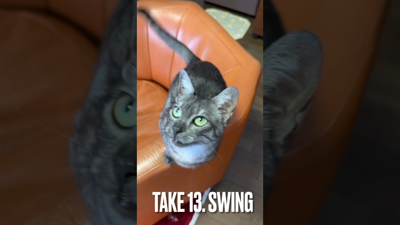 ぐるぐる🌀空振りにゃ😁#swing する猫 #エジプシャンマウ #playingcat #shorts