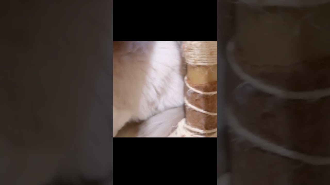 【猫の威嚇・シャー】狩ったネズミを他の猫どもから守るラグドールがこちらです🤣 #shorts