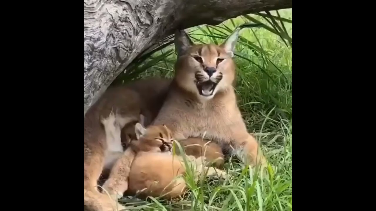Yaahhh Funny Havana😄Cat videos #Shorts #cats #pussycat#kitten #shorts#funny#animals #tiktok