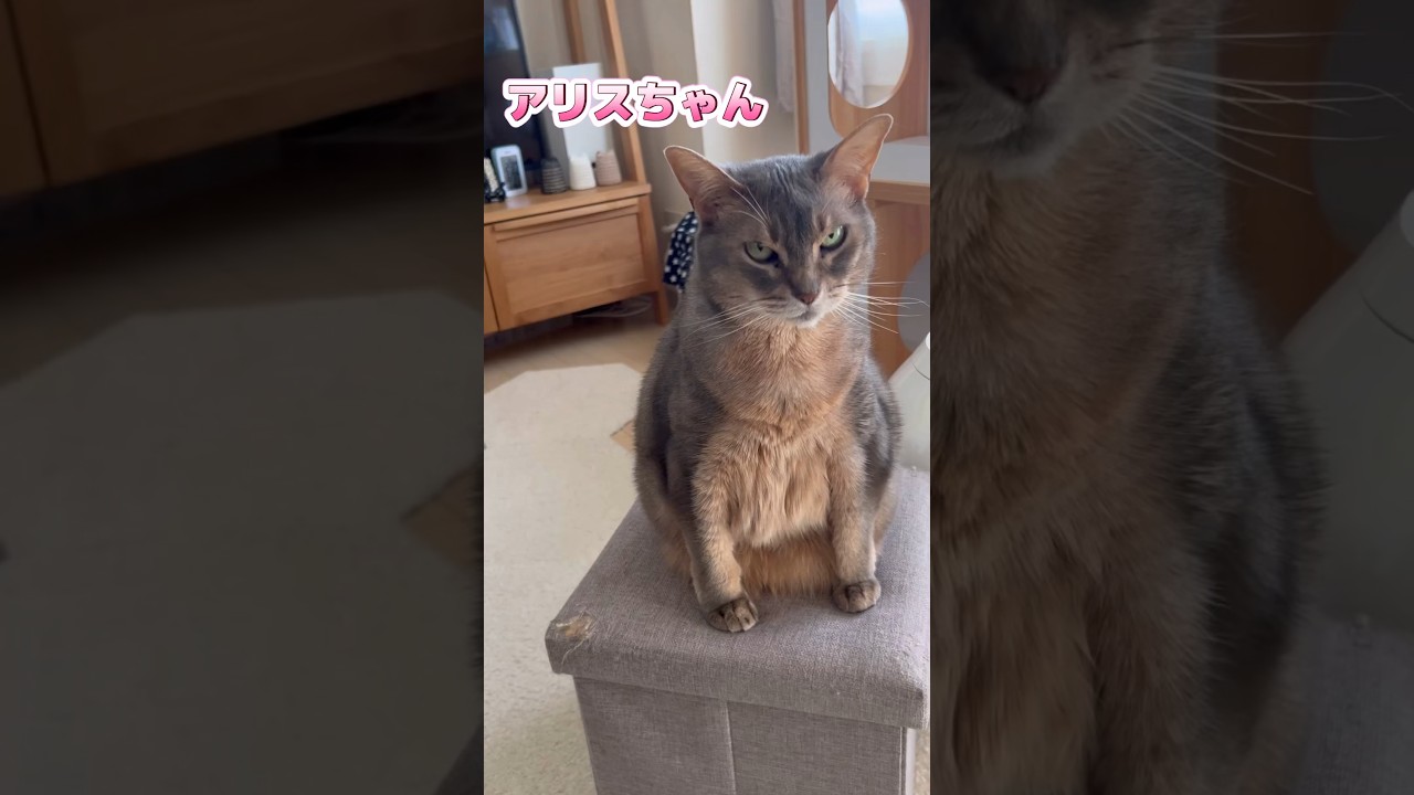 12歳のまな猫 #shorts #猫動画 #アビシニアン #cat #まな猫