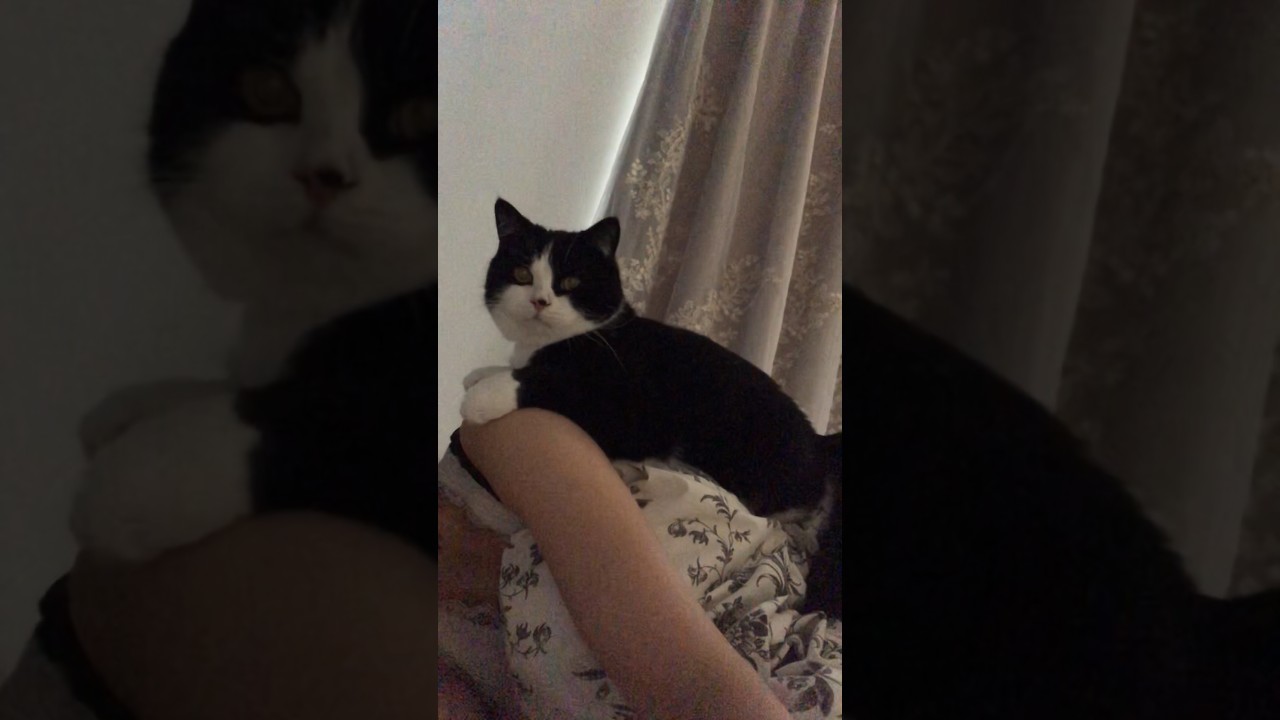 肩乗り猫のあきくん #猫 #スコティッシュフォールド #scottish #ハチワレ