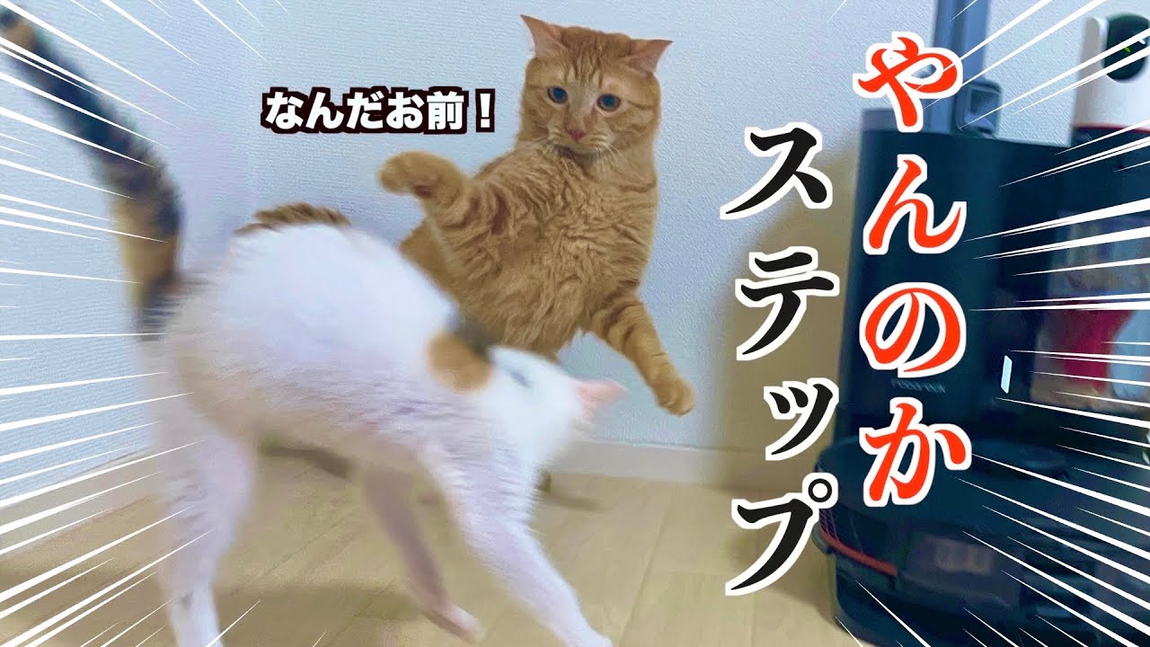 【神回】先輩に立ち向かう子猫がマジで面白すぎるwww