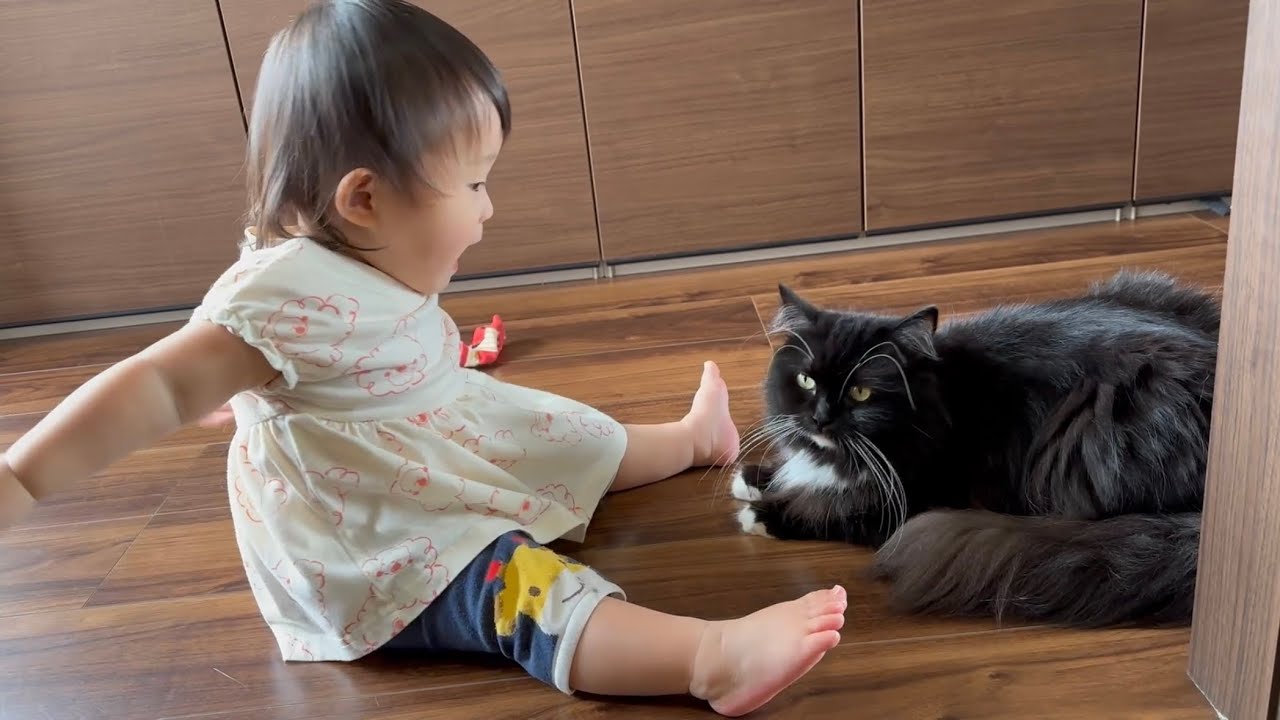 赤ちゃんからいないいないばぁをされる猫　ラガマフィンA cat being peek-a-boo from a baby. Ragamuffin.