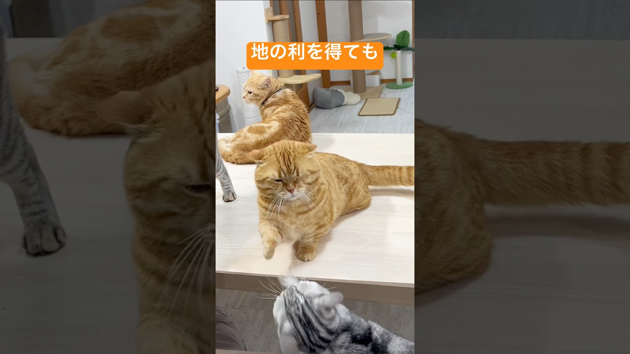 マンチカンのパンチは地の利を得ても当たらない #shorts