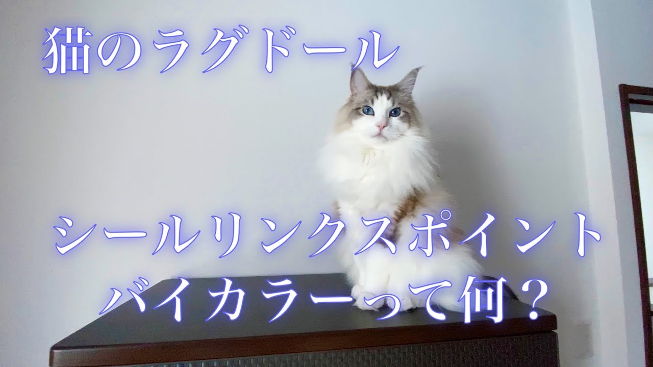 猫のラグドール🐈シールリンクスポイントバイカラーって何？
