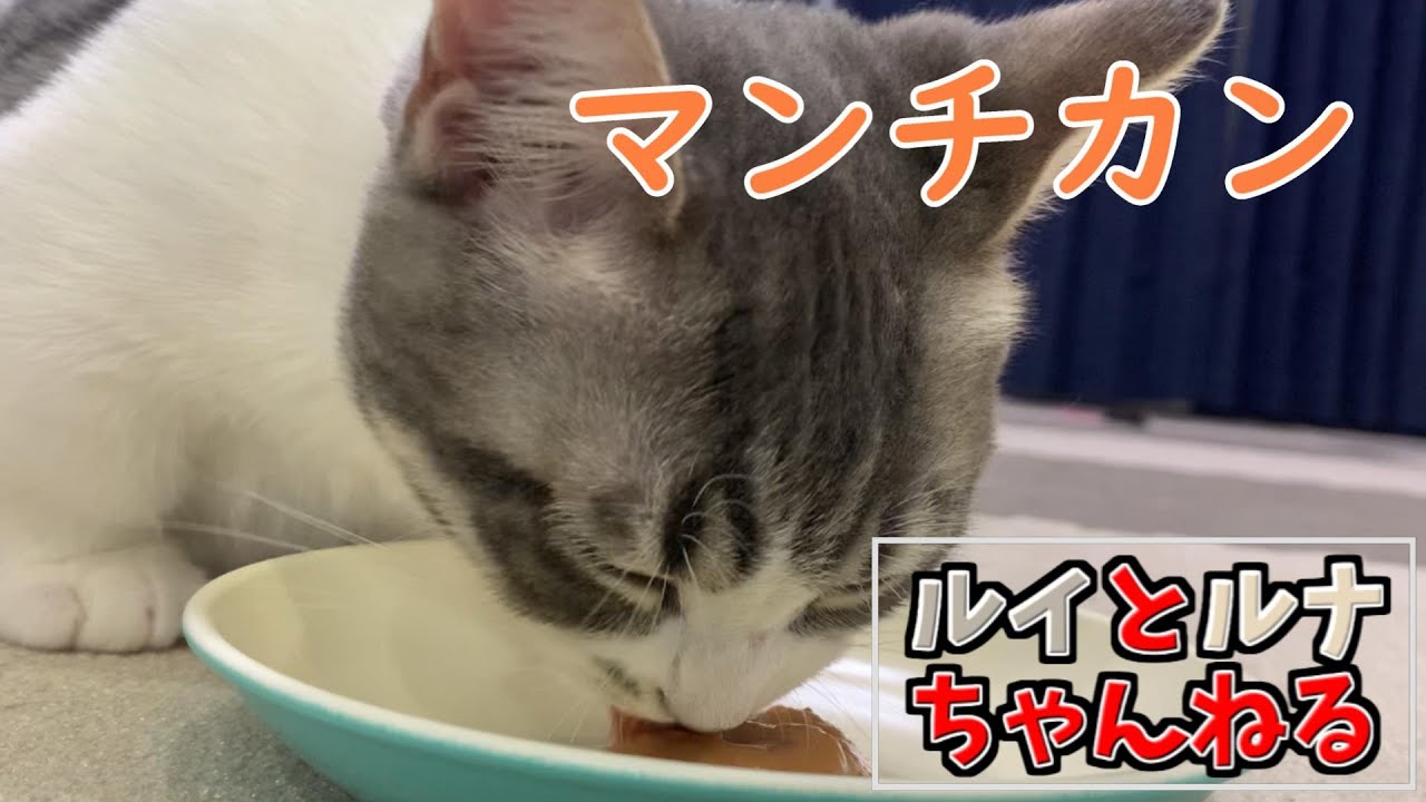 [生後半年]生まれて初めてのチュールASMR風【マンチカン】