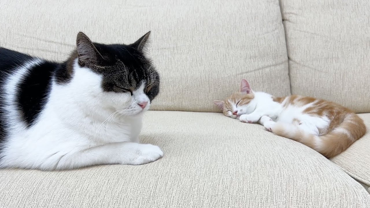 子猫と初対面させた当日なのにお世話する息子猫に感動しました！