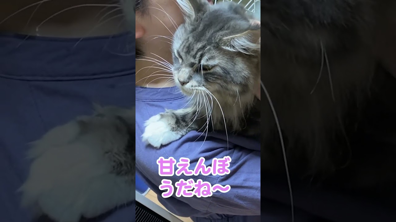 甘えん坊な #メインクーンのオス 初対面でもギュッとしてくれる #大型猫 #shorts