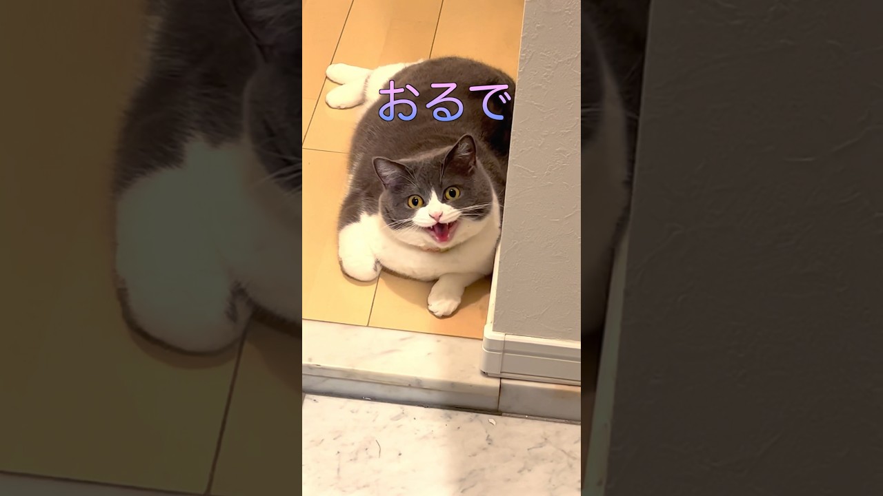 【お出迎え猫】260日目🐯「左側通路ヨシッ♡」#猫のいる暮らし #お出迎え猫