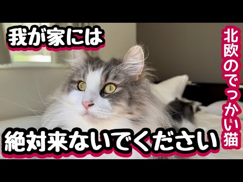 北欧のでっかい猫が居る家には来ないで欲しいのです💦ノルウェージャン兄弟
