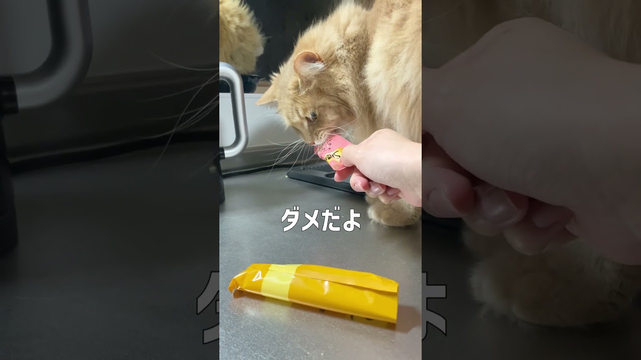 おやつの袋を盗む猫【サイベリアン】 #shorts
