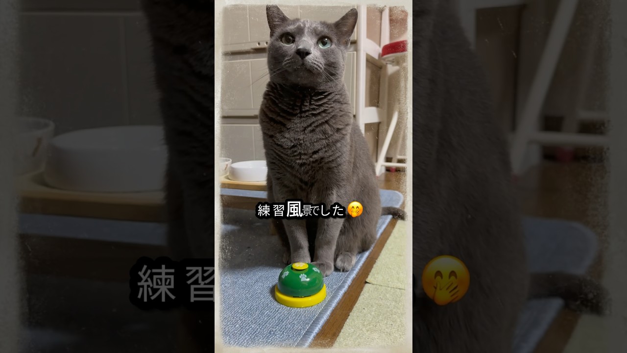 【ロシアンブルー】めろん、ベル押し🛎️練習風景😉【猫】#shorts