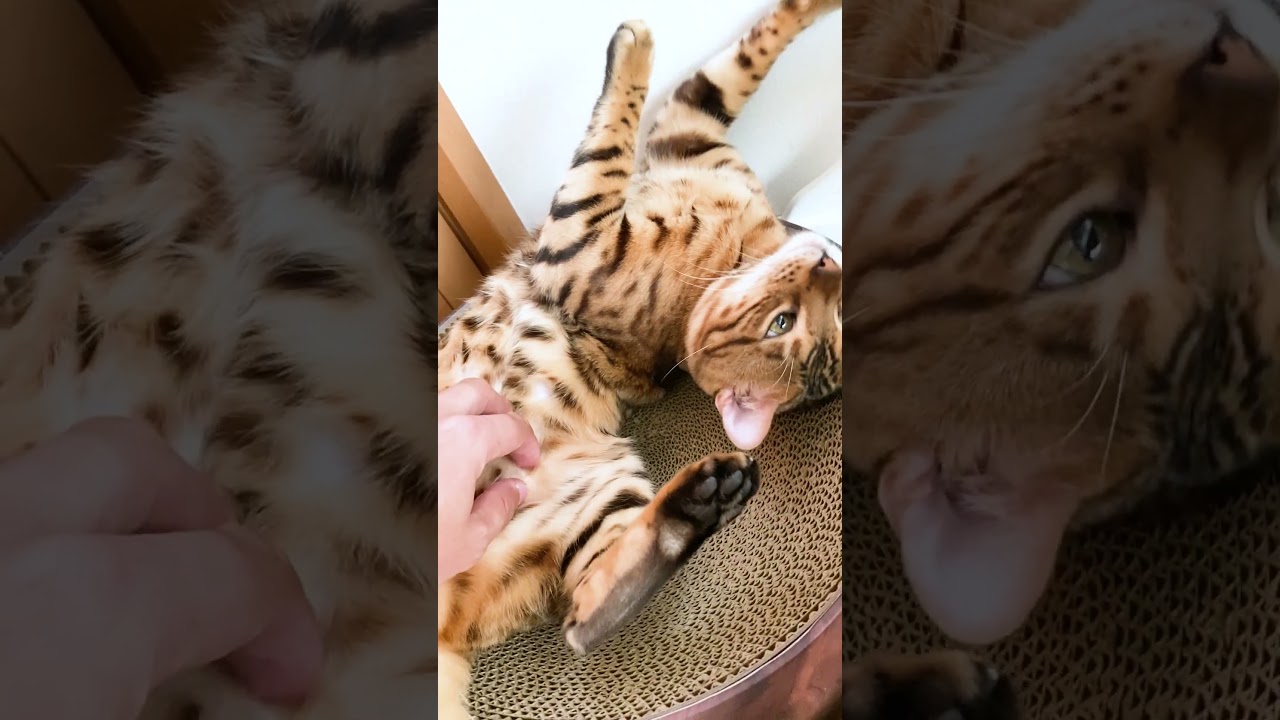変な姿勢 で固まるベンガル猫 #shorts
