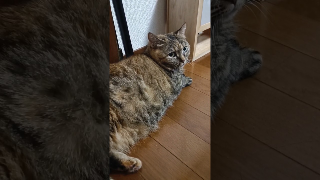 猫吸いが体験できる動画🐱🍑 #ねこ #マンチカン #短足マンチカン #きじとら #猫吸い #shorts
