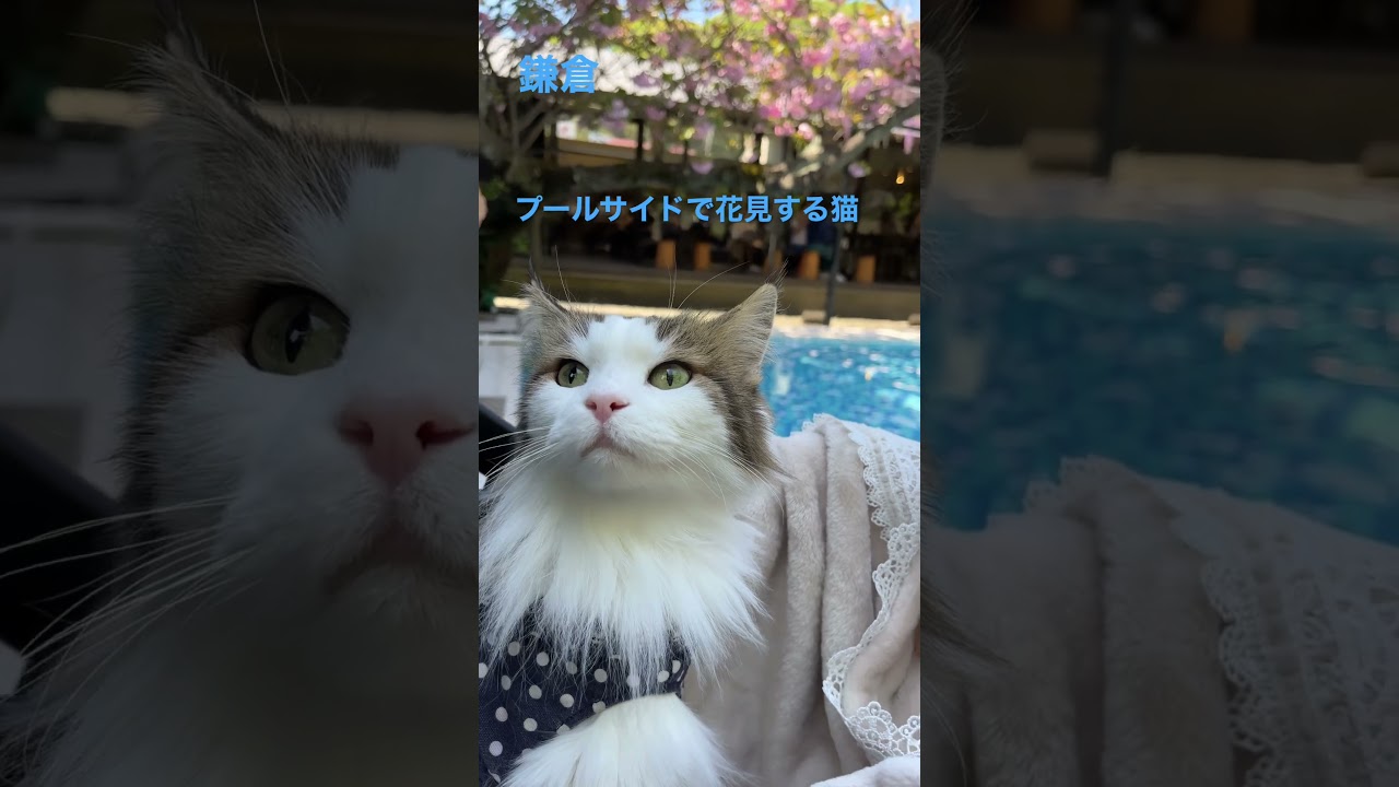 #ノルウェージャンフォレストキャット #cats #猫 #cat #かわいい #猫動画 #猫との暮らし #shortsvideo #かわいい猫 #大型猫 #shorts#鎌倉