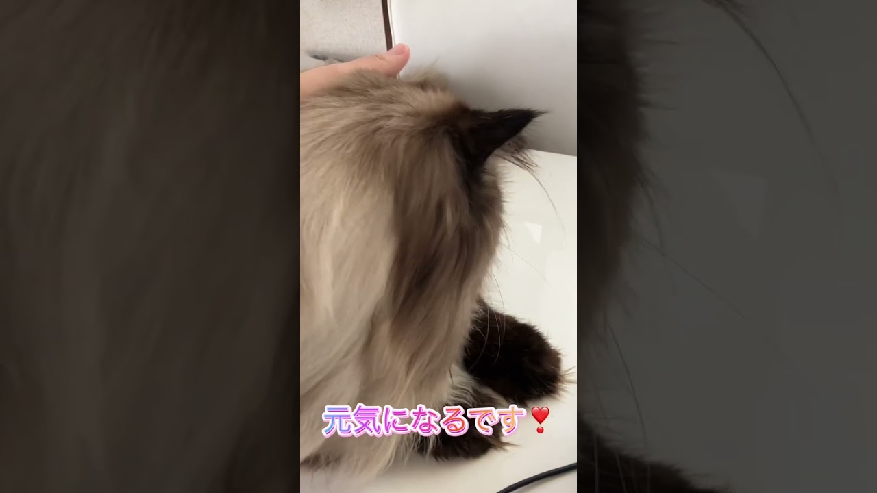 日本で1番大きなサイベリアン？！輸入しました😻 #猫 #サイベリアン #サイベリアンフォレストキャット #子猫