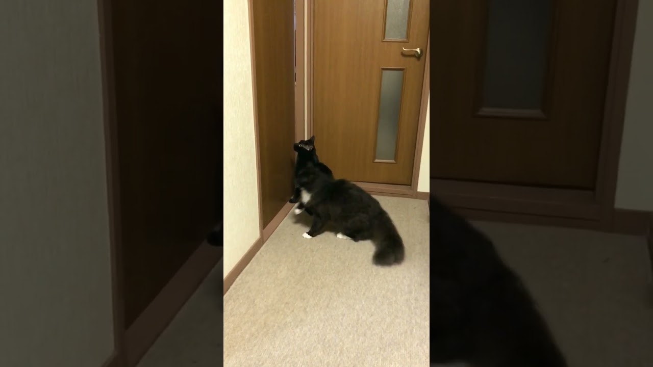 出待ちからの…。#cat #short #shorts #猫 #セルカークレックス #blackcat #黒猫