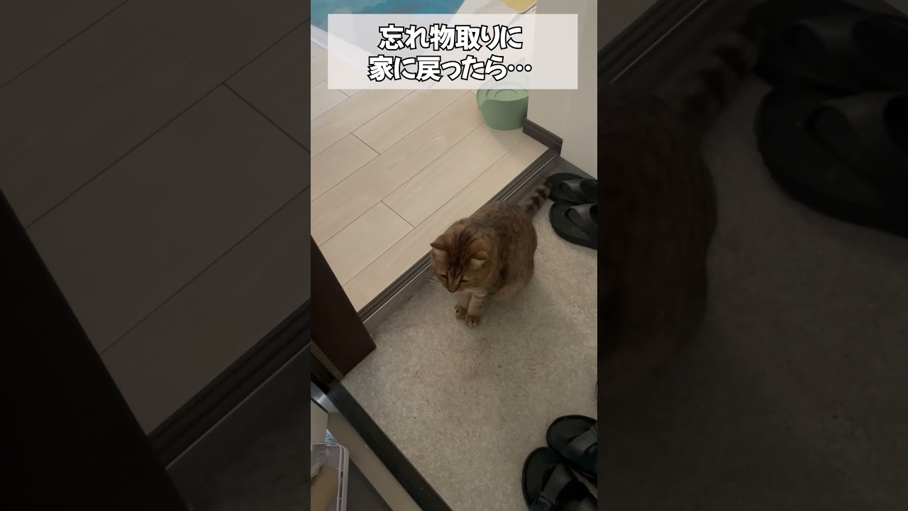 【猫動画】忘れ物を取りに家に戻ったら…　#shorts