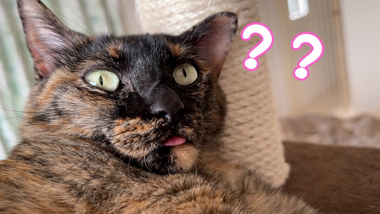 キャットタワーの場所を変えたらこうなりましたｗ