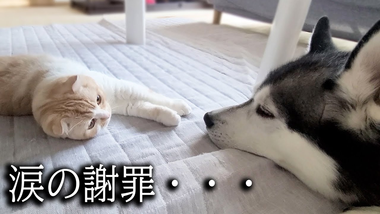 初めて犬に蹴られた猫がプンプンに怒って威嚇した結果こうなった...
