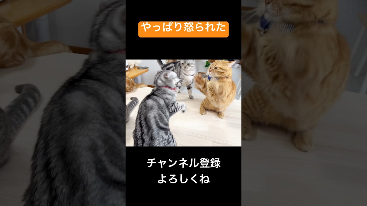 妻以外の匂いを嗅いだらやっぱり怒られたマンチカンの茶々 #shorts