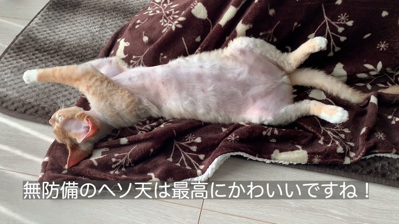デボンレックス兄がヘソ天でリラックスしています(Devon Rex cat is lying relaxed)