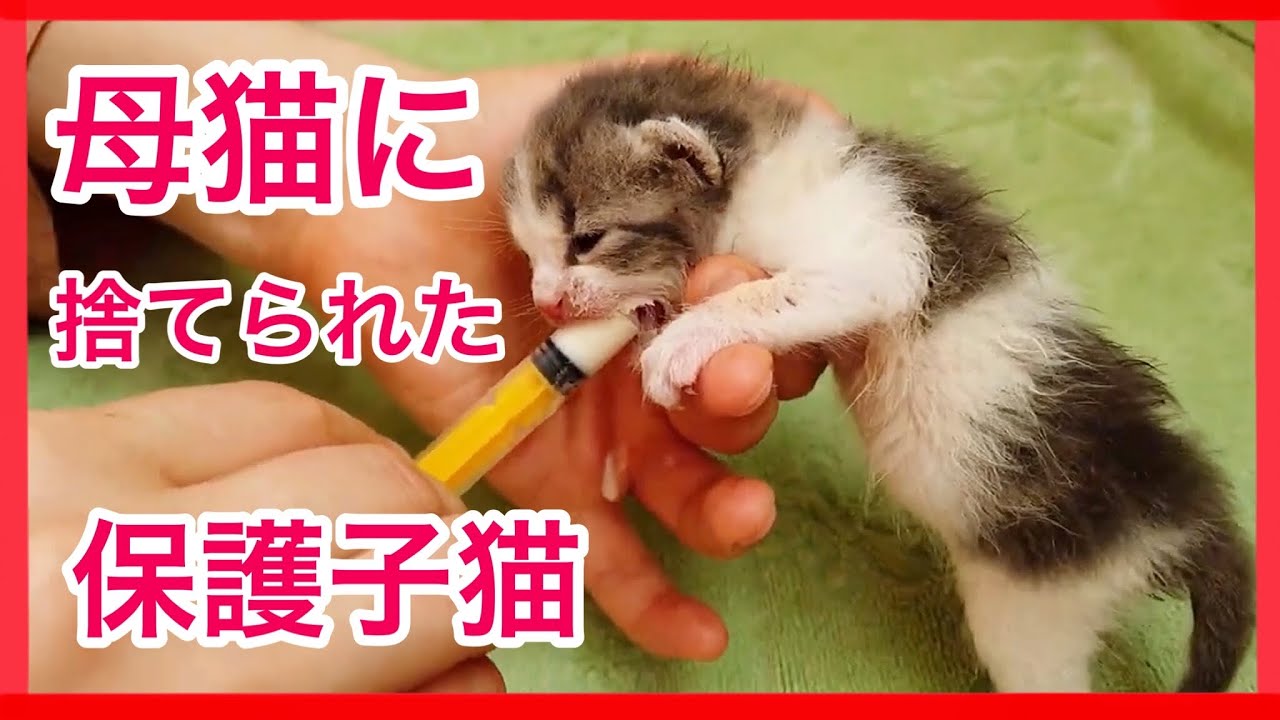 保護猫 母猫と生き別れた子猫