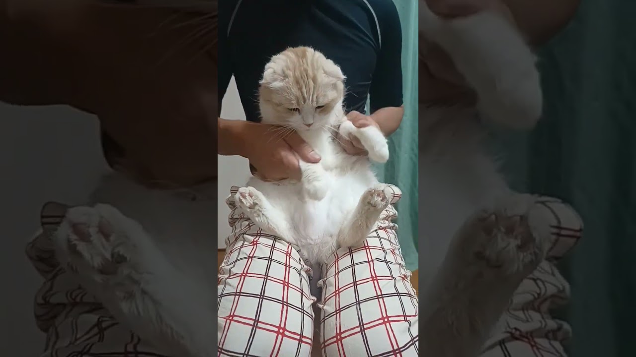 #ピーマン体操　踊ってみました。#推しの子 #スコティッシュフォールド