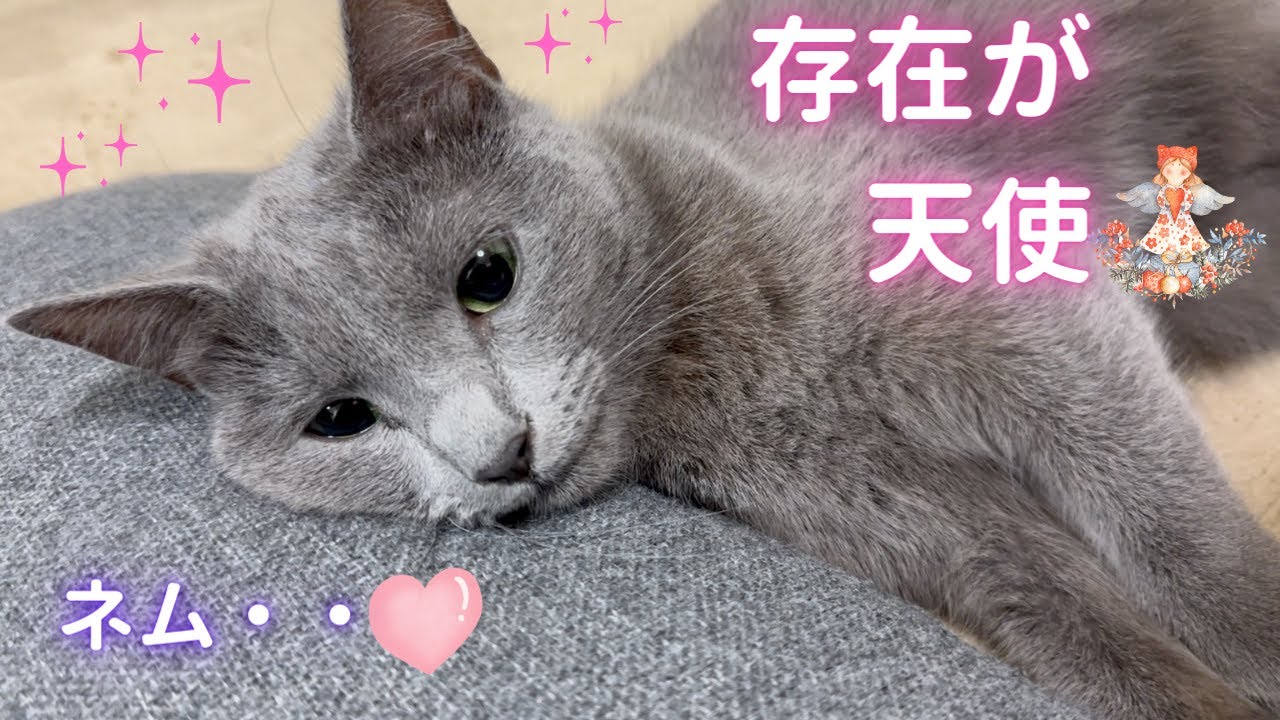 格好つけても結局可愛い猫（ロシアンブルー）